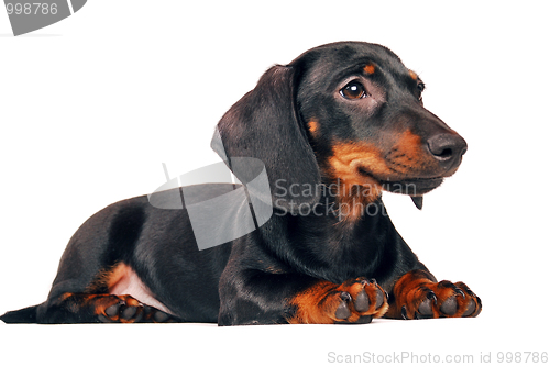 Image of Dog
