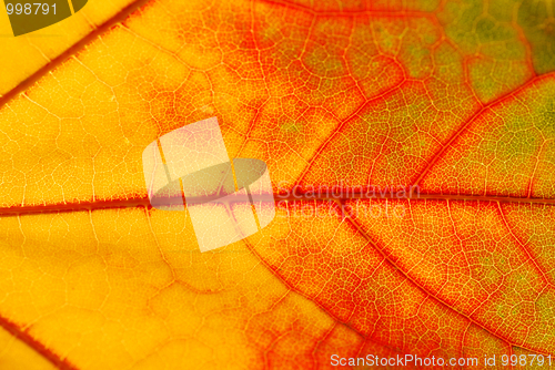 Image of Close-up autumn leaf
