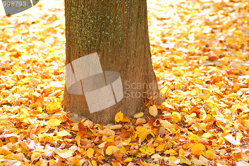 Image of Autumn background