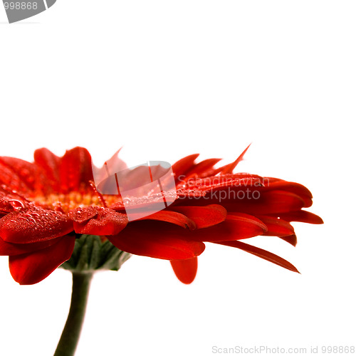 Image of red gerbera flower