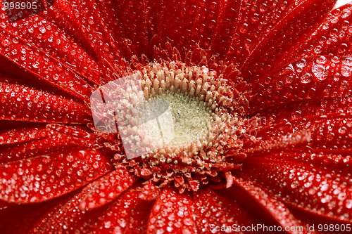 Image of red gerbera flower