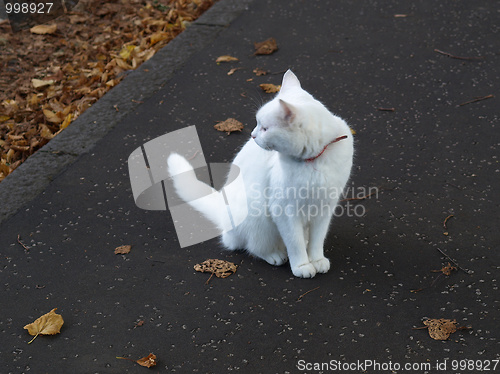 Image of Cat