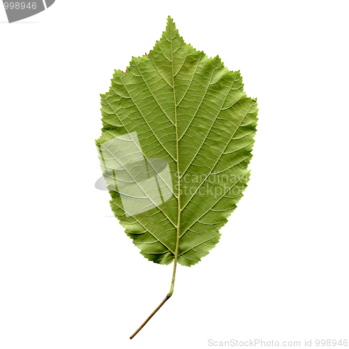 Image of Hazelnut leaf