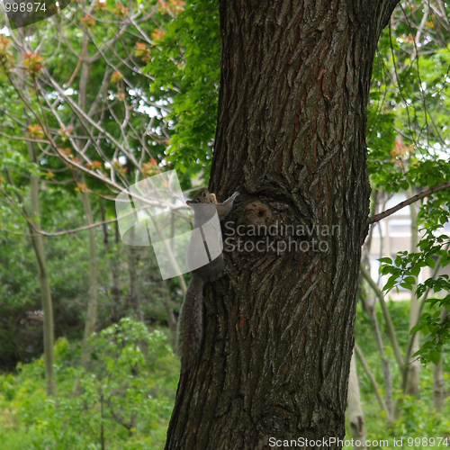 Image of Squirrel