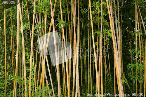 Image of bamboo