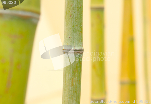 Image of bamboo