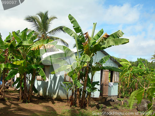 Image of house banana trees corn island nicaragua