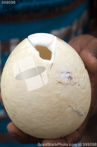 Image of fresh coconut peeled ready for food preparation