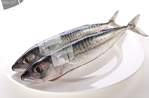 Image of Mackerel