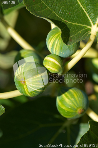 Image of Fig tree