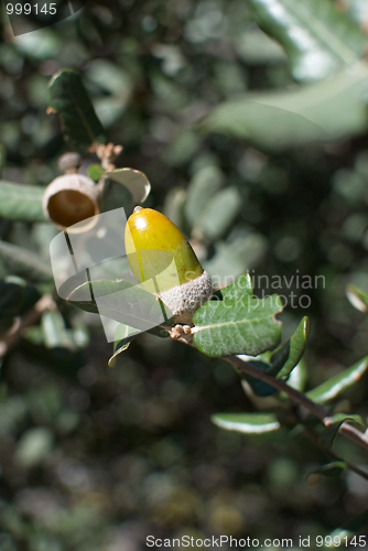 Image of Acorn