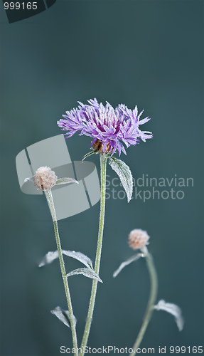 Image of flower on ice