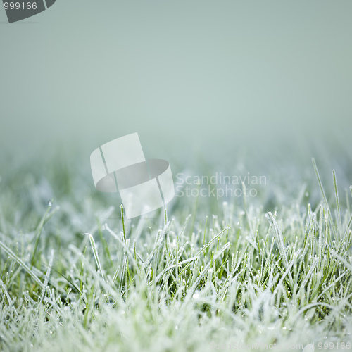 Image of grass on ice