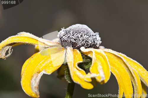 Image of flower on ice