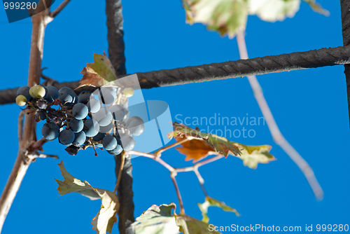 Image of Vine tendril