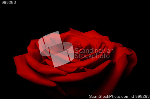 Image of Layers of love petals - red rose