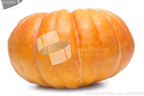 Image of Single fresh pumpkin