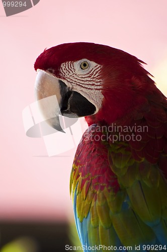 Image of Colorful parrot.