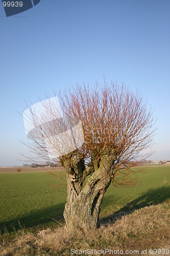 Image of pile tree in sweden