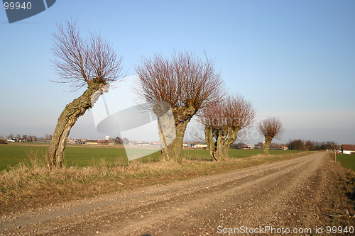 Image of pile tree in sweden
