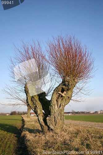 Image of pile tree in sweden