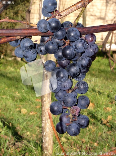 Image of Grapes