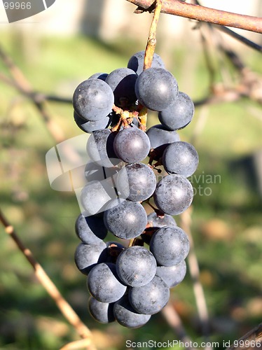 Image of Grapes