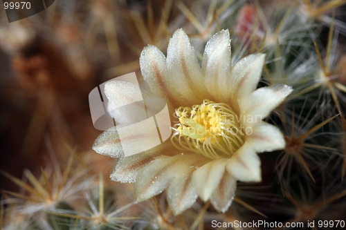 Image of Cactus in Bloom