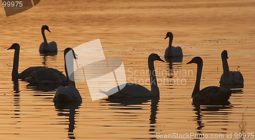 Image of Swans