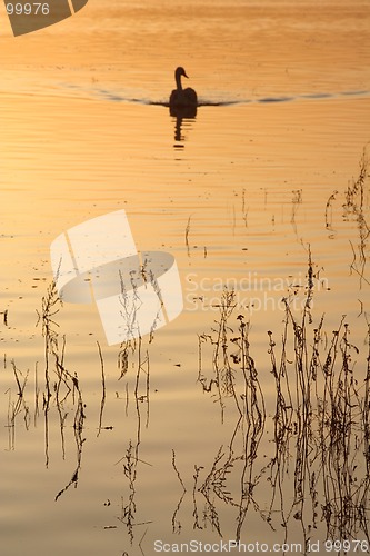 Image of Swan at Sunset