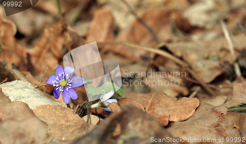 Image of Flower of Spring