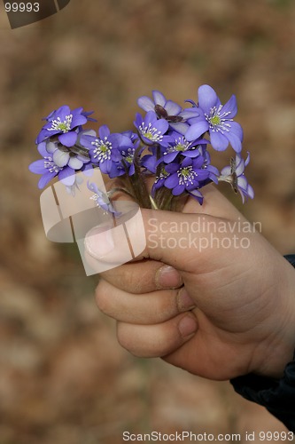 Image of Spring Flowers