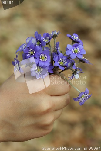 Image of Spring Flowers