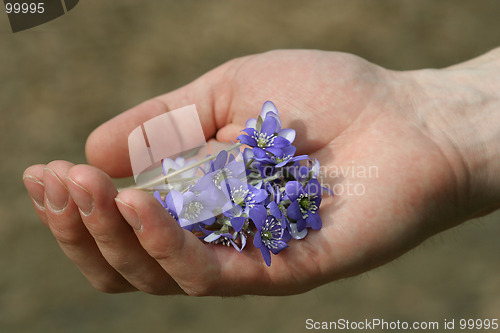 Image of Spring Flowers