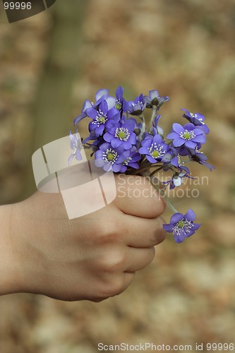 Image of Spring Flowers