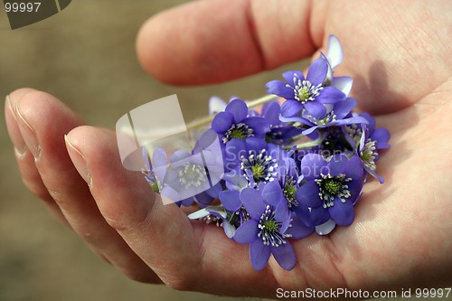 Image of Spring Flowers