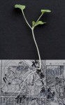 manga-comics-planters-2