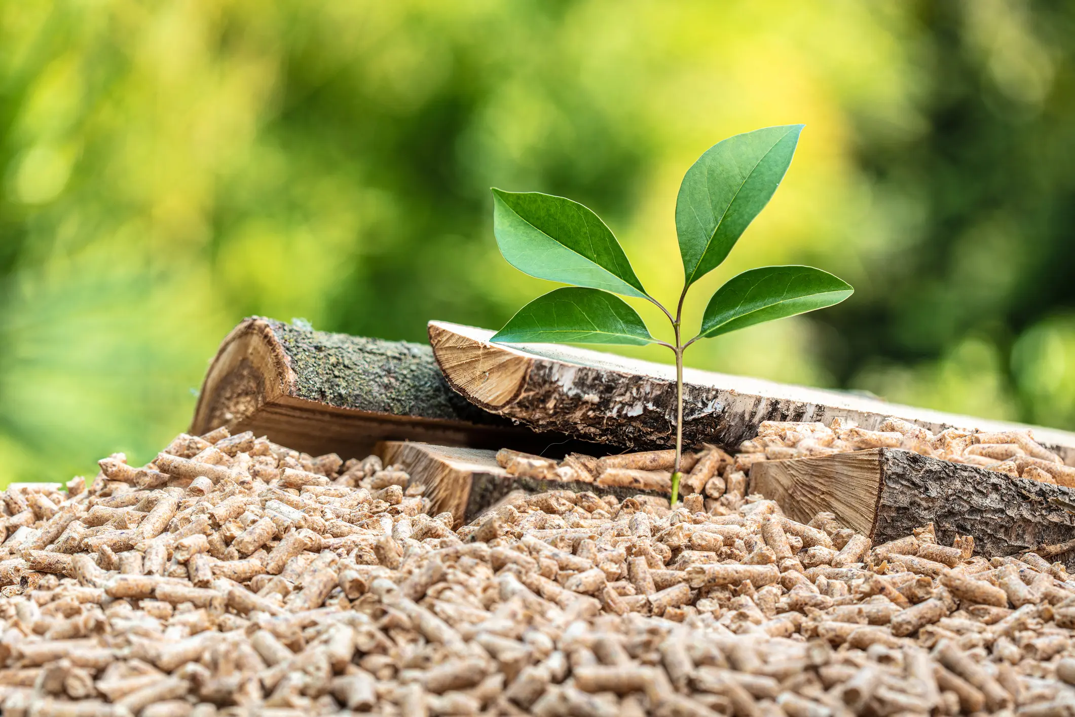 ฺbiomass solutions by scg international