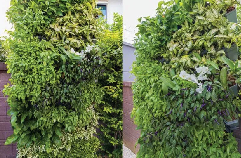 แต่งสวนข้างบ้านแบบการจัดสวนแนวตั้ง (Green Wall / Vertical Garden) 