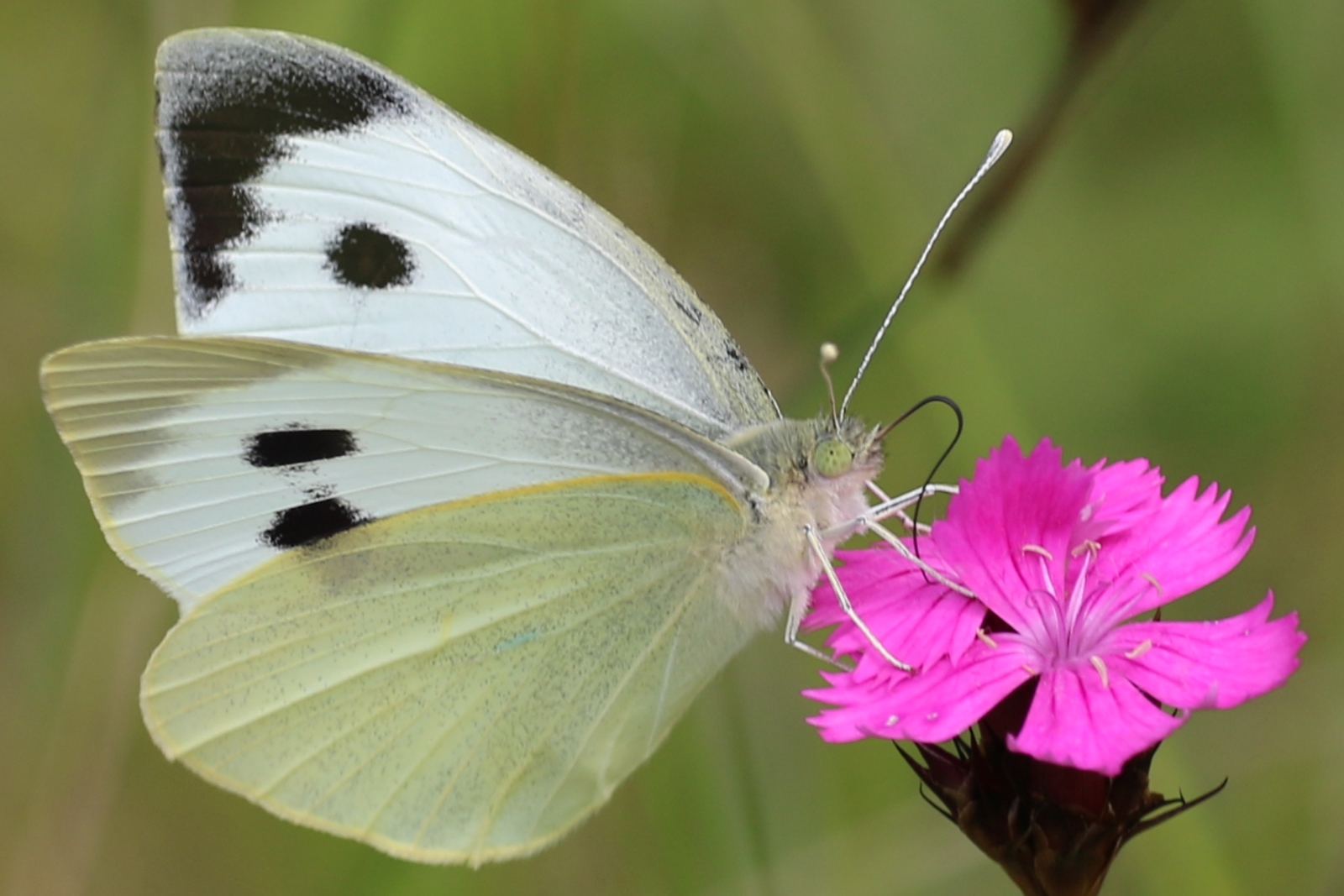 Schmetterlinge in Bayern