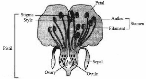 Sketch The Reproductive Parts Of A Flower Scholr