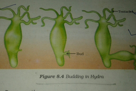 budding in hydra