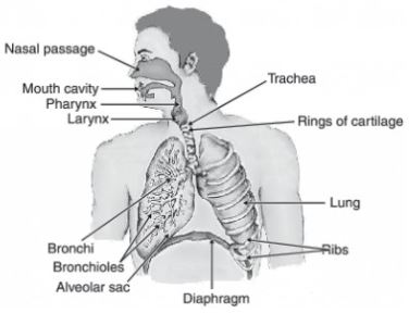 human respiratory system diagram black and white