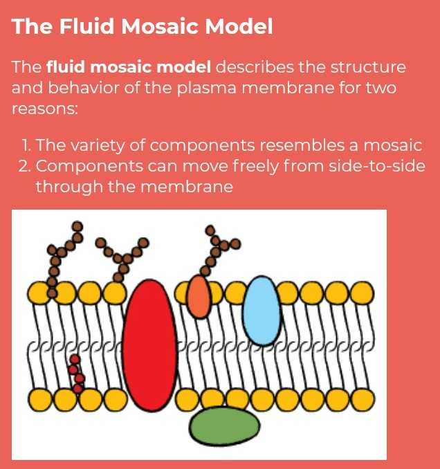 fluid mosaic model drawing