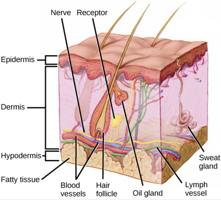 D 1 Draw A Neat Labelled Diagram Of L S Of Skin And Give F Scholr