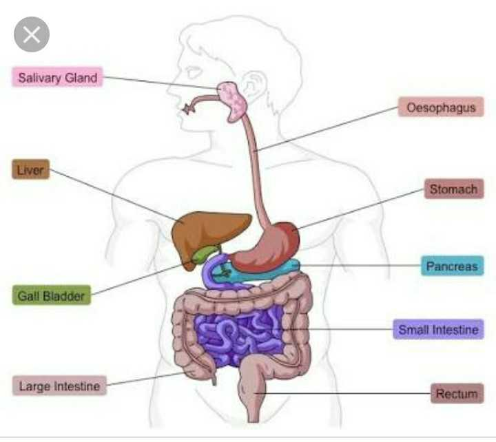 Draw A Labelled Diagram Of Human Digestive System Scholr