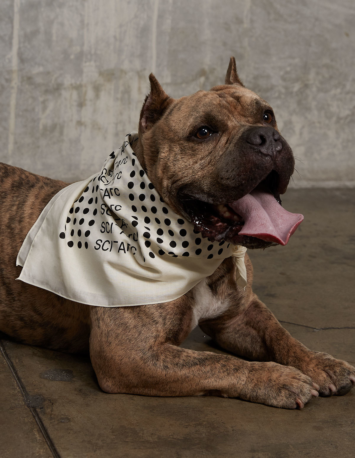 beige sciarc logo bandana