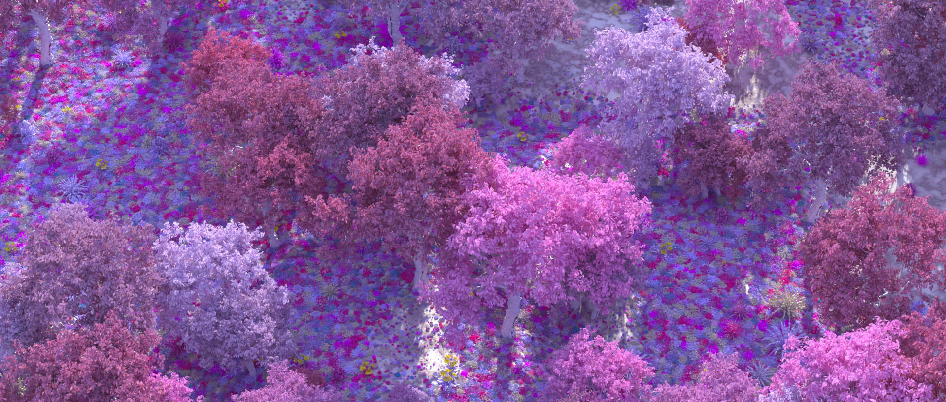 pink purple forrest aerial view