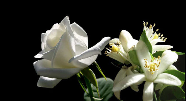 white rose and white flower black background