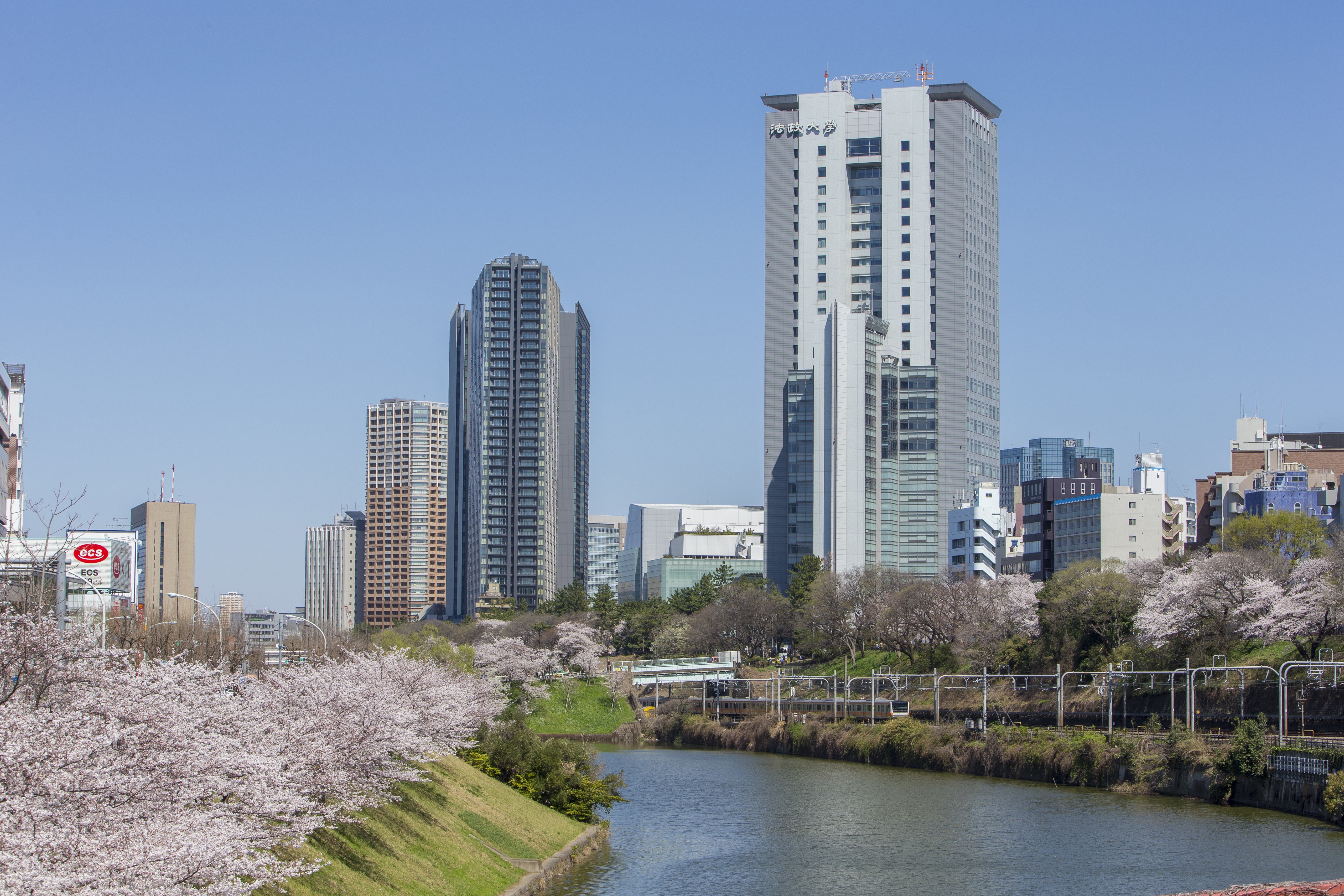 Hosei University campus with cherry blossom trees